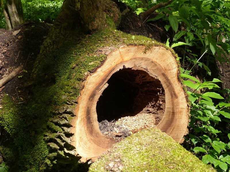 Pixie Hollow Sanctuary