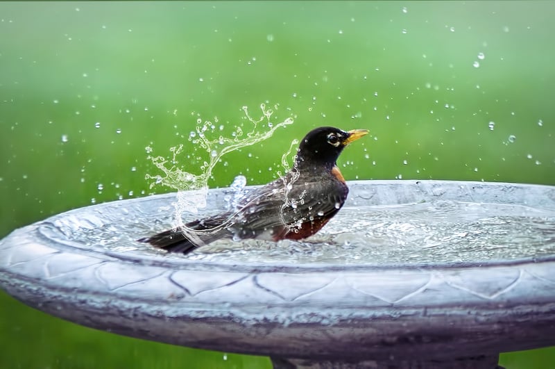 Bird Bath in a Garden