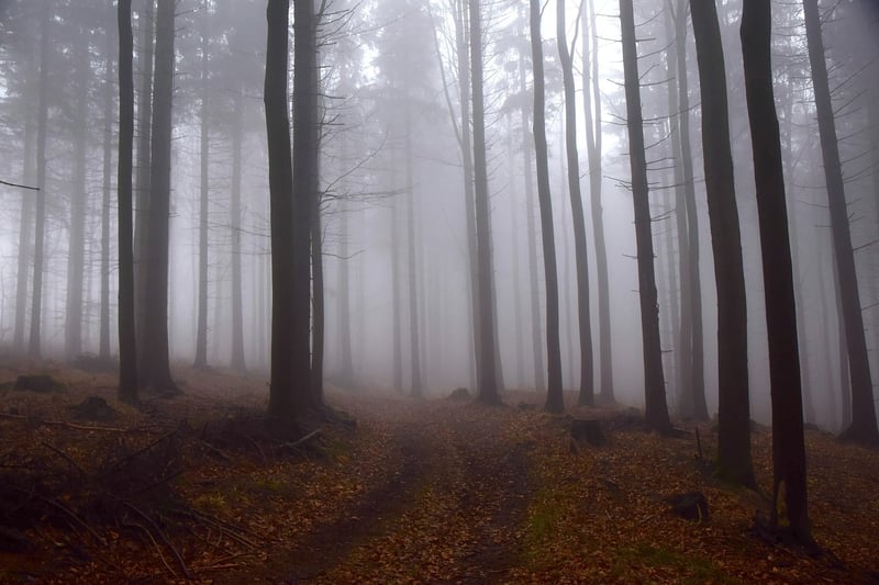 Fantasy Forest Escape