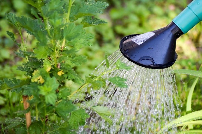 Enchanted Watering Can